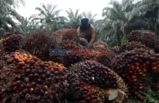 BPDP Bantu Anak Petani...