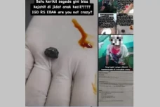 Viral Batu Kerikil Terjahit...