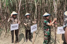 Petani Tebu di Budugsidorejo...