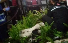 Pria yang Jatuh dari...