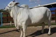 Harga Sapi Viatina-19...