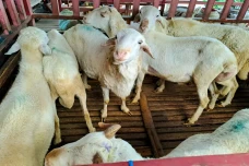 Torpedo Kambing Jadi...