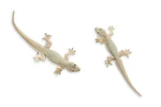 Benarkah Kotoran Cicak...