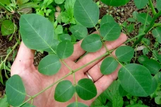 Daun Apa yang Bikin...