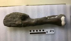 Kanker pada Dinosaurus...