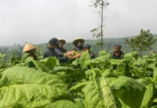 Temanggung Krisis Penjualan...