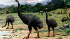 Burung Moa Raksasa Siap...