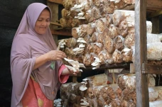 SIG Bantu Tingkatkan...