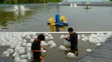 Babak Baru Tambak Udang...