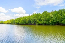 Mangrove Indonesia Jadi...