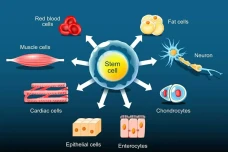Terapi Stem Cell Makin...