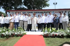 BRI Dukung Program Sapi...