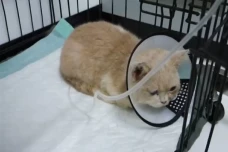 Kucing Uya Kuya dapat...