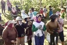 Perusakan Kebun Kopi...