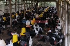 Mengapa Daging Ayam...