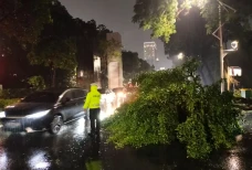 Pohon Tumbang di Depan...