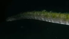 Ular Purba yang Lama...