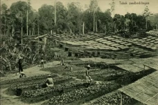 Alih Fungsi Lahan Perkebunan...