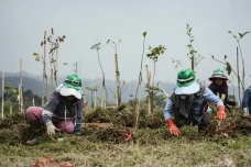 Investasi Hijau di Puncak...