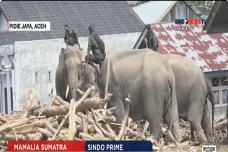 Gajah Bantu Evakuasi...