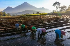 Aliri Sawah Rakyat,...