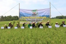 Panen Padi dan Tanam...