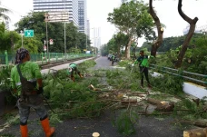 Pohon Tumbang hingga...