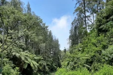 UNEJ Teliti Paku Pohon...
