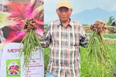 Kisah Tono Suwarna,...
