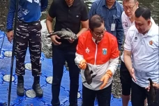Ikan Sapu-Sapu Jadi...