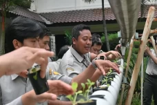 Ditjen Hortikultura...