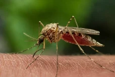 Waspada Malaria Monyet,...