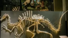 Dinosaurus yang Pernah...
