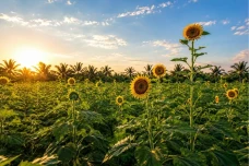 Manfaat Sunflower Oil...