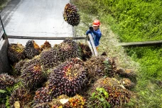 Petani Sawit Respons...
