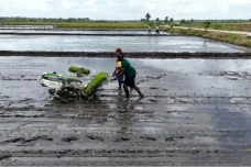 Kadis Pertanian Merauke:...