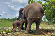 Konservasi Gajah Masuk...