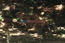 Pelepasliaran Harimau...