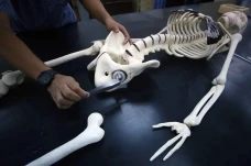 BRIN Kembangkan Implan...