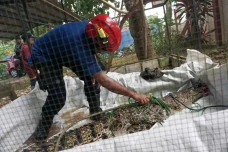 Penangkapan Buaya Rawa...