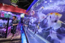 Melihat Surga Ikan Hias...