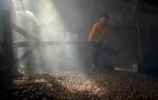 Melihat Pengolahan Kopi...