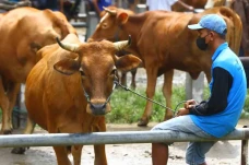 Harga Sapi Turun Hingga...