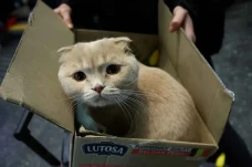 Potret Menyedihkan Kucing...
