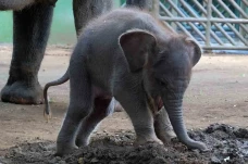Kelahiran Anak Gajah...