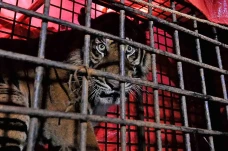 Penyelamatan Harimau...