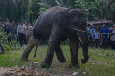 Translokasi Dua Ekor...