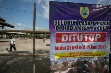 82 Sapi Terjangkit PMK,...