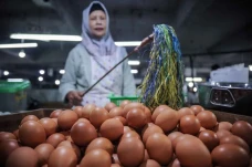 Harga Telur di Bandung...