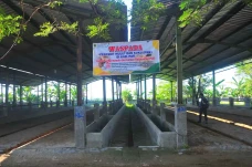 Ratusan Ekor Sapi Terjangkit...